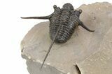 Long-Spined Cyphaspis Trilobite - Foum Zguid, Morocco #253577-5